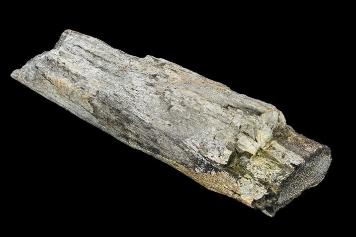 Fossil Dinosaur Limb Bone Section - South Dakota #113638